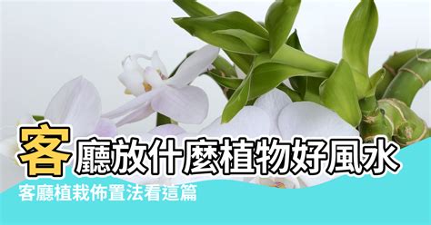 客廳植物風水